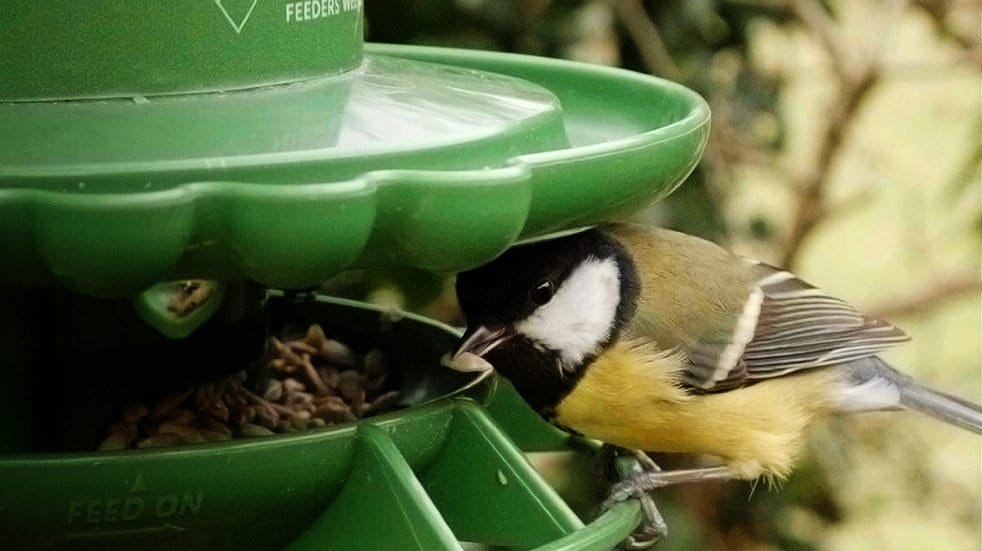 Great tit on finches friend feeder